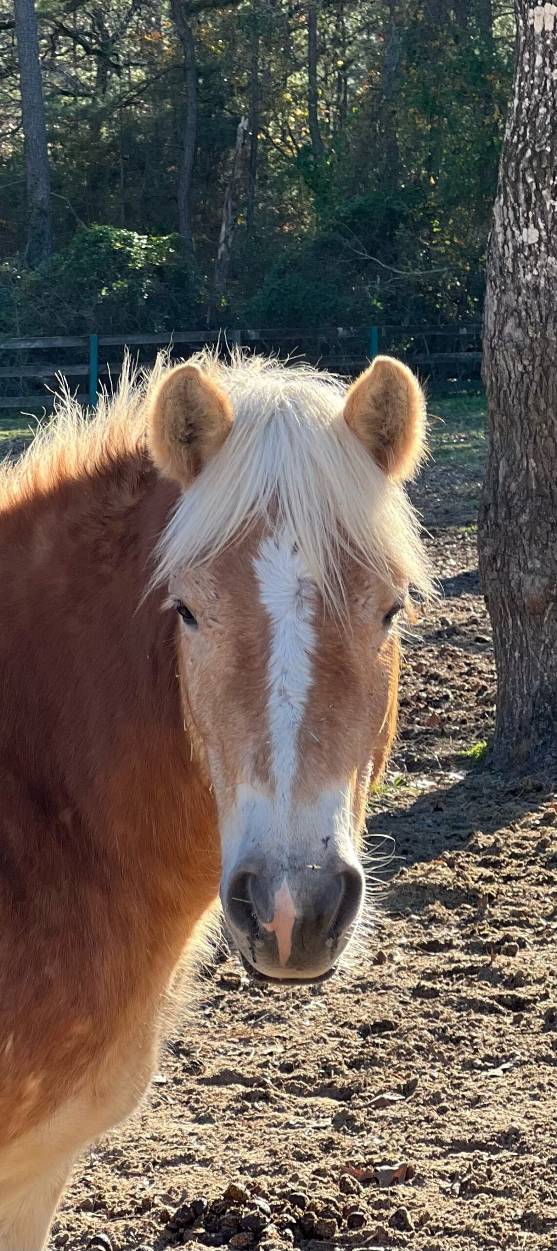 Horses Scott Vann