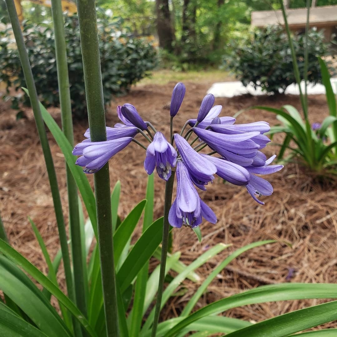 Purple Flower Scott Vann