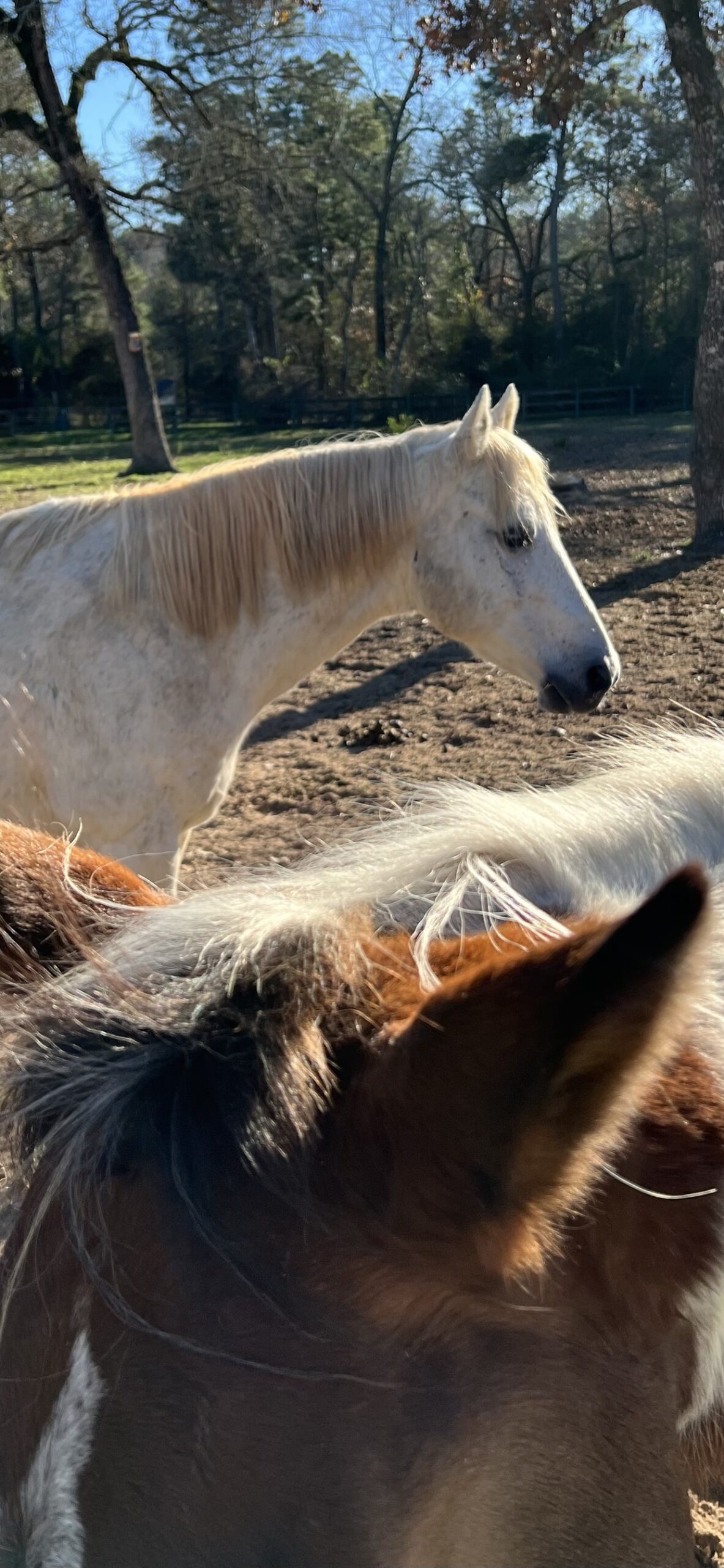 Scott the equestrian